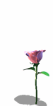 õGIF,õGIFز,õGIFͼƬ_3.gif