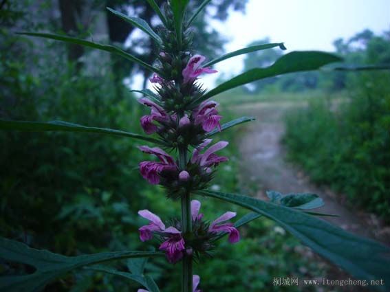 ��į������