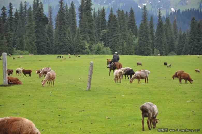 ɽ������