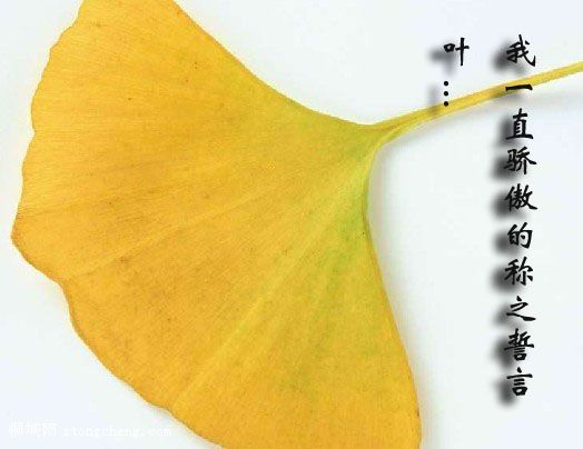 ����Ҷ ����.jpg