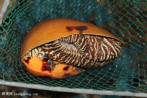 �޴�ĺ��ݣ����������ˣ�