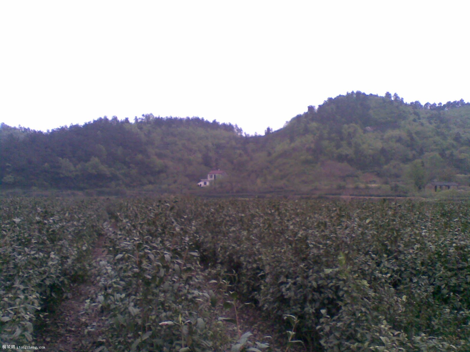 20100422(006).jpg