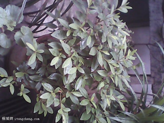 ��˵�еĶž�