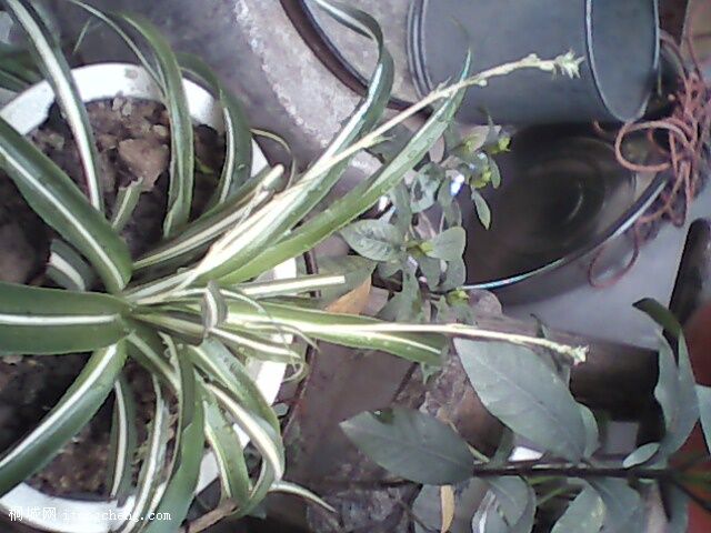 ���ĵ���