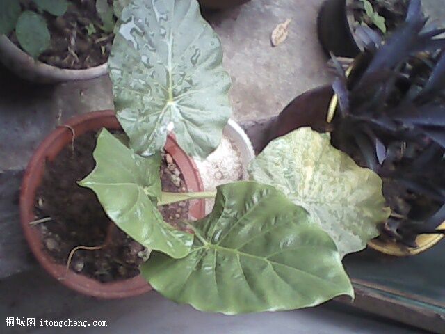 ��ˮ����