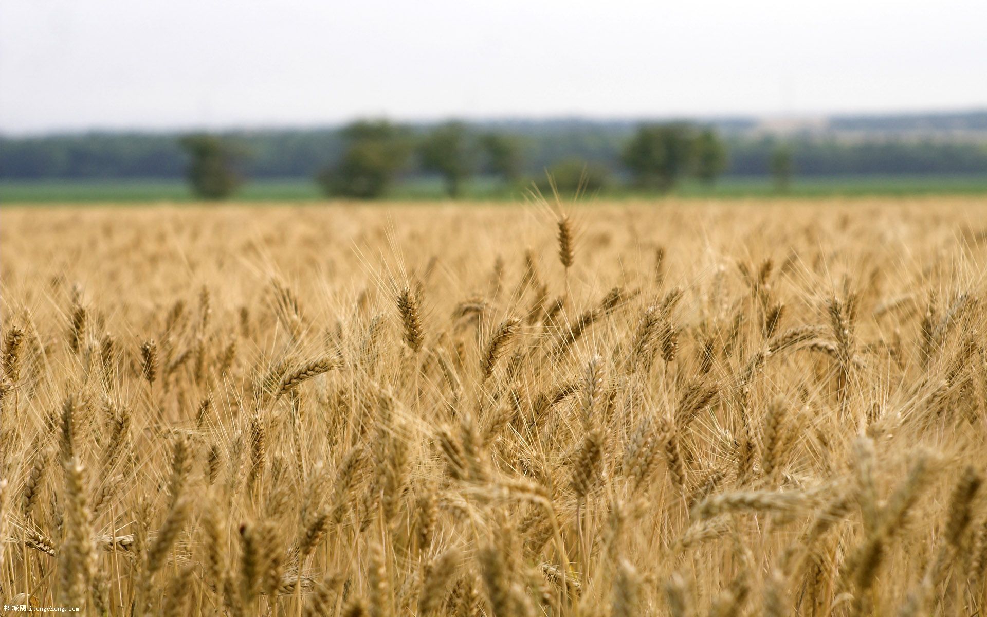 Wheat_003013.jpg