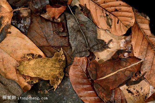 �м�ֻС����