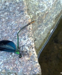 ��į�������¶��������������