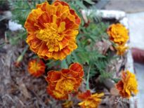 ż���ſڽ���