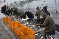 ���Ӻ��������