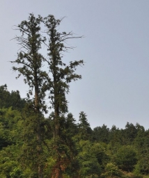 ������һɼ