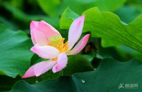 �����ͺ�