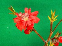 �����һ�