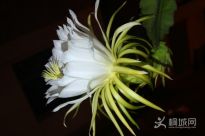 ����İ�����