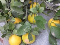 ũ��СԺ����������