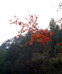 ���ϰϰ���������