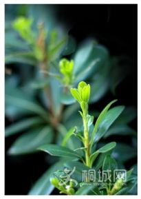 ���岨���ġ���ѿ��