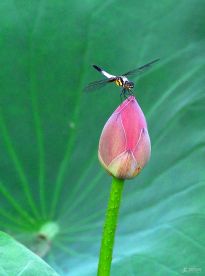 ������ɼ�