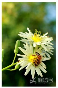 ���岨���ġ�˱��