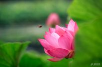 �ֵ�һ�껨��ʱ