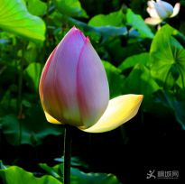 ӳ�պɻ�������