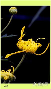 ͩ�������������������Ӱ��Ʒʮ�·���������Ʒչʾ