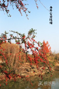 ������԰