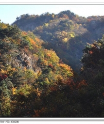 ��ɽ��Ҷ�Ʋ�ϼ