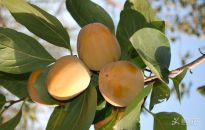 ��ʵ----���ӻ���