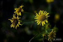 �����Ļ����ݲ�