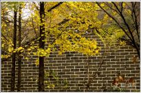 ����ɽ��ɫ